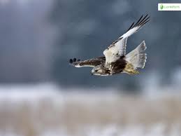 Attēlu rezultāti vaicājumam “Buteo lagopus”