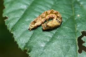 Attēlu rezultāti vaicājumam “Thyatira batis imago”