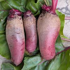 Image result for Beta vulgaris