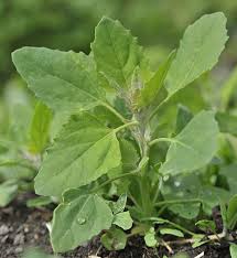 Image result for Chenopodium album
