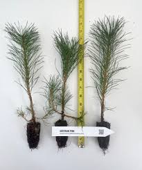 Attēlu rezultāti vaicājumam “Pinus nigra”