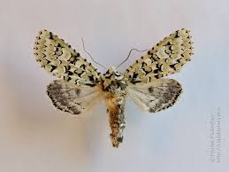 Attēlu rezultāti vaicājumam “Griposia aprilina”