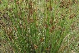 Attēlu rezultāti vaicājumam “Juncus balticus”