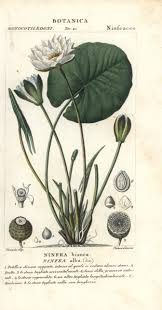 Attēlu rezultāti vaicājumam “Nymphaea alba flower”