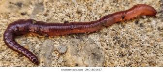 Attēlu rezultāti vaicājumam “Lumbricus terrestris”