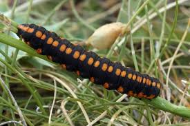 Attēlu rezultāti vaicājumam “Cucullia lucifuga larva”