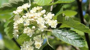 Attēlu rezultāti vaicājumam “Sorbus intermedia”