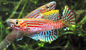 Image result for Aphyosemion