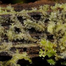 Attēlu rezultāti vaicājumam “Lophocolea minor”