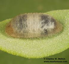 Attēlu rezultāti vaicājumam “Ichneumonidae cocoon”
