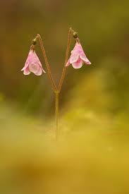 Attēlu rezultāti vaicājumam “Linnaea borealis fruit”