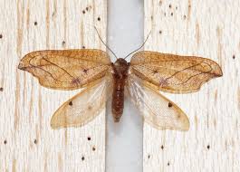 Attēlu rezultāti vaicājumam “Drepanepteryx phalaenoides”