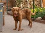 Chesapeake Bay Retriever | Dog Family