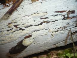 Attēlu rezultāti vaicājumam “Sidera lenis”