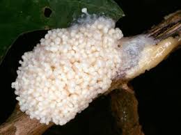 Attēlu rezultāti vaicājumam “Brefeldia maxima plasmodium”