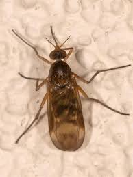 Attēlu rezultāti vaicājumam “Sylvicola sp.”