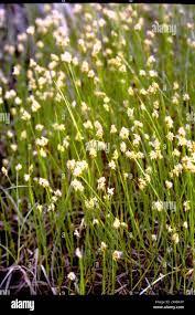 Attēlu rezultāti vaicājumam “Carex chordorhiza”