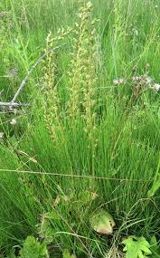 Attēlu rezultāti vaicājumam “Listera ovata”