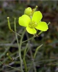 Image result for Diplotaxis tenuifolia