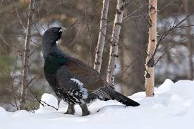 Attēlu rezultāti vaicājumam “Tetrao urogallus”