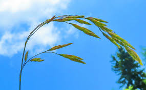 Attēlu rezultāti vaicājumam “Festuca arenaria”