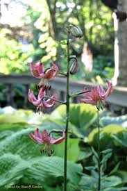 Image result for Lilium martagon `Manitoba Fox`