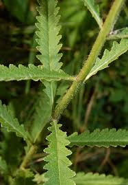 Attēlu rezultāti vaicājumam “Pedicularis palustris fruit”