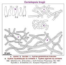 Attēlu rezultāti vaicājumam “Coriolopsis trogii”