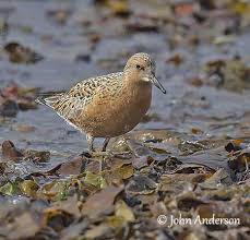 Attēlu rezultāti vaicājumam “Calidris canutus adult”