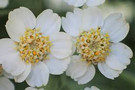 Attēlu rezultāti vaicājumam “Achillea salicifolia”