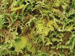 Attēlu rezultāti vaicājumam “Thuidium delicatulum”