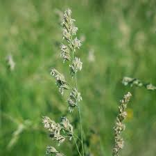 Attēlu rezultāti vaicājumam “Poa trivialis flower”