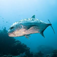 Image result for Caranx ignobilis