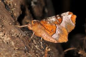 Attēlu rezultāti vaicājumam “Selenia tetralunaria”