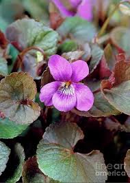 Attēlu rezultāti vaicājumam “Viola riviniana”