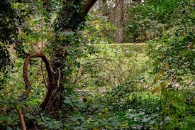 Image result for Priona Tuinen