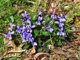 Attēlu rezultāti vaicājumam “Viola canina flower”