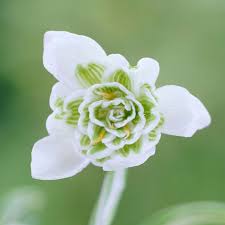 Attēlu rezultāti vaicājumam “Galanthus nivalis flower”