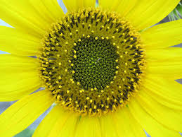 Image result for Helianthus annuus