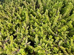 Attēlu rezultāti vaicājumam “Calluna vulgaris leaf”