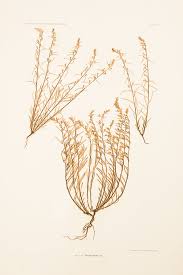 Attēlu rezultāti vaicājumam “Thesium alpinum”