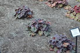 Image result for Heuchera `Midnight Rose`