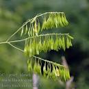 <b>Isatis</b> tinctoria ab3045