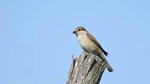 Attēlu rezultāti vaicājumam “Lanius collurio female”