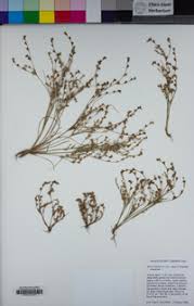 Attēlu rezultāti vaicājumam “Juncus conglomeratus fruit”