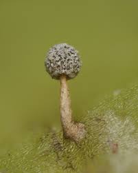 Attēlu rezultāti vaicājumam “Symphytocarpus flaccidus sessile”