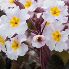 Attēlu rezultāti vaicājumam “Primula x margotae”