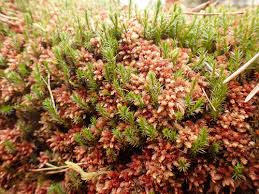 Attēlu rezultāti vaicājumam “Polytrichum strictum”