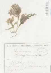 Attēlu rezultāti vaicājumam “Thamnobryum subserratum”