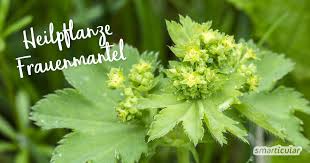 Image result for Frauenmantel